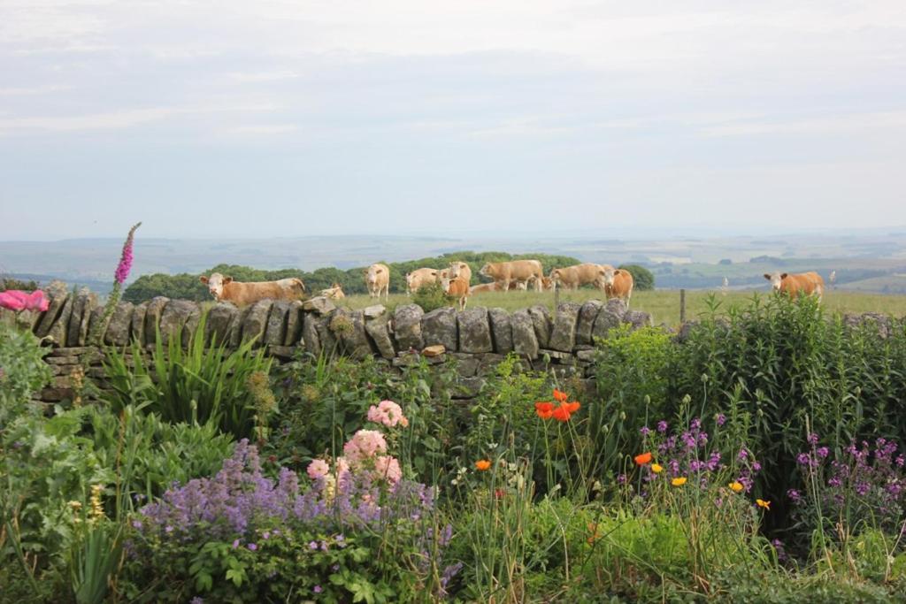 High Keenley Fell Farm Allendale Dış mekan fotoğraf